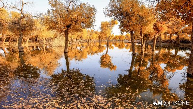 「旅行百事通」远古胡杨沧桑千年，邂逅大漠胡杨，遇见人间秘境