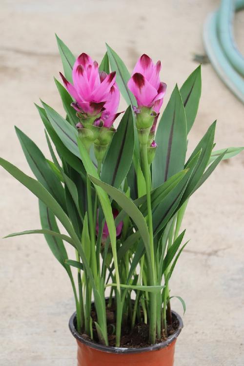 就是一块“姜”，生根发芽却开出了花，太像“荷花”了