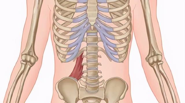 干货分享！深入剖析与腰痛相关的7块肌肉
