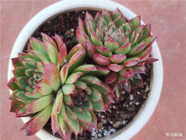 堪称励志，一颗十里挑一，几经坎坷的圣诞东云