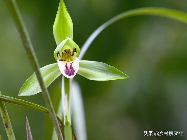 兰花最怕什么水？记住这6种水不要用，兰花浇水不会错