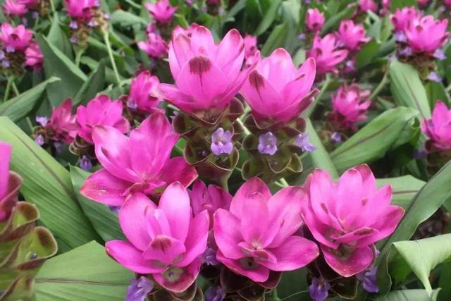 就是一块“姜”，生根发芽却开出了花，太像“荷花”了