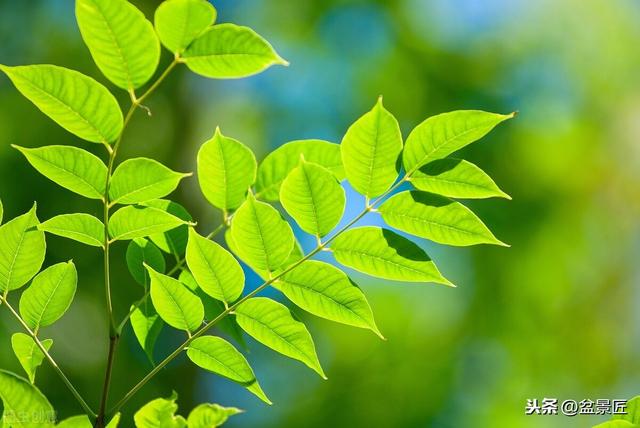 家养12种耐荫植物，无需强光就能繁茂