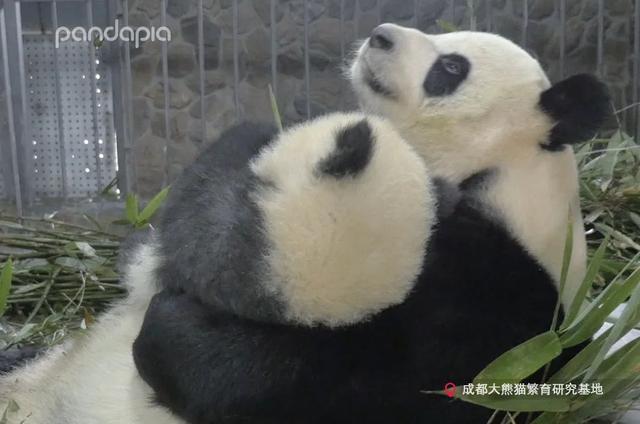 你的育儿经@抱娃有什么技巧，我怎么就抱不起来呢？