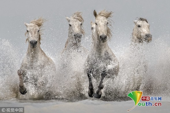 法国古老马种海中奔跑气势十足