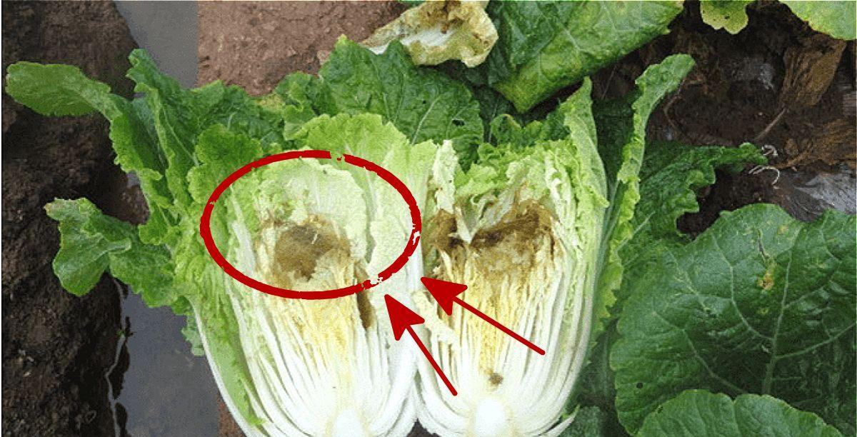 3.白菜心先出现腐烂