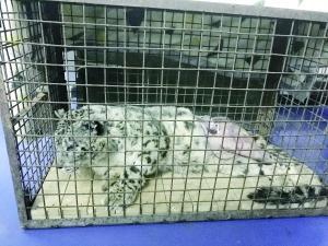 青海受伤雪豹来京手术成功 雪豹需要静养