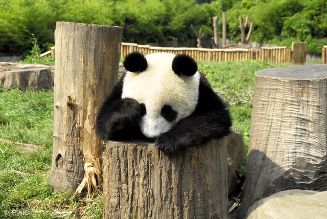 大熊猫犯"春困"!萌态百出,各种睡姿,简直让游客看醉了