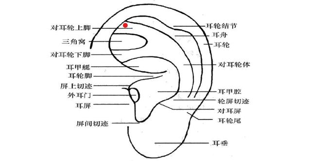 主治高血壓,頭昏,血管性頭痛等,一般採用貼耳豆法刺激此穴位.