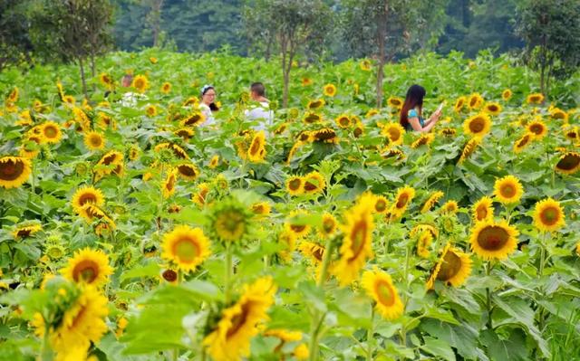 位于广汉南兴镇的欢喜花田,坐拥 150亩荷花池 50余亩葵花,是广汉面积