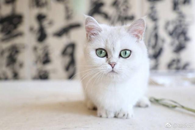 丁满和安娜:一个叫黄毅清的往我家铲屎官身上