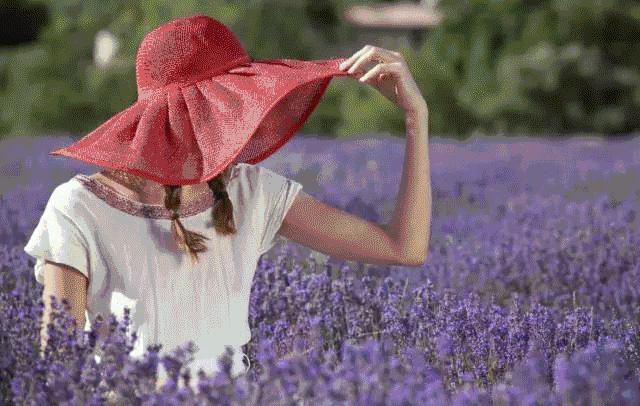 航天基地这片薰衣草,美得让人心醉