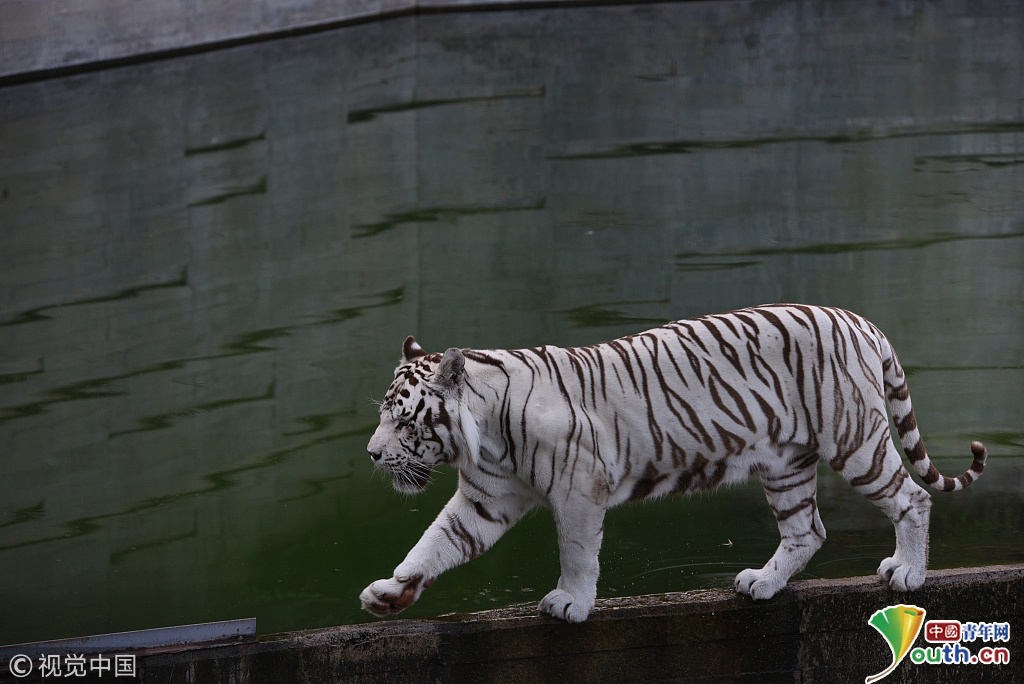 西班牙气温高达35摄氏度 老虎动物园内戏水纳