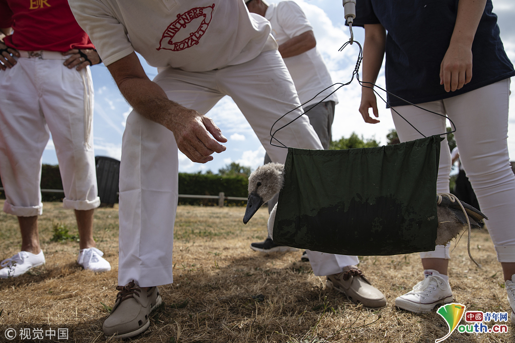 英国对天鹅开展年度人口普查 已有800年历史