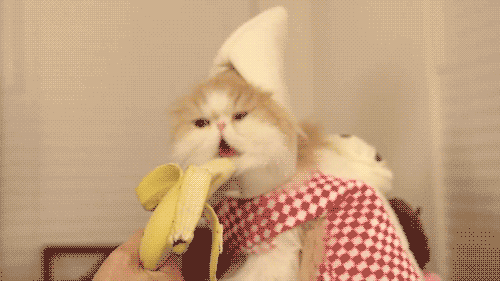 500_281gif 动态图 动图
