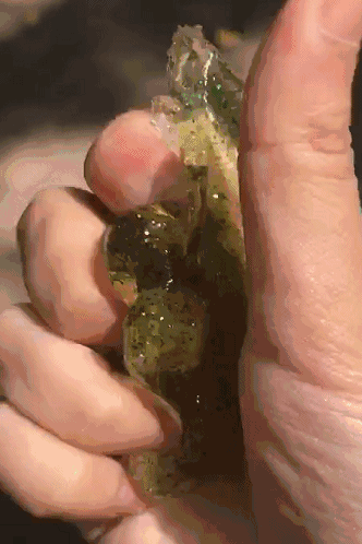 「注意」这种玩具看着漂亮却可致命！你家孩子可能也在玩
