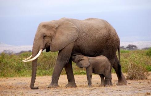 象妈VS虎妈，你家有哪种妈？“象妈论”可能是一次重要变革