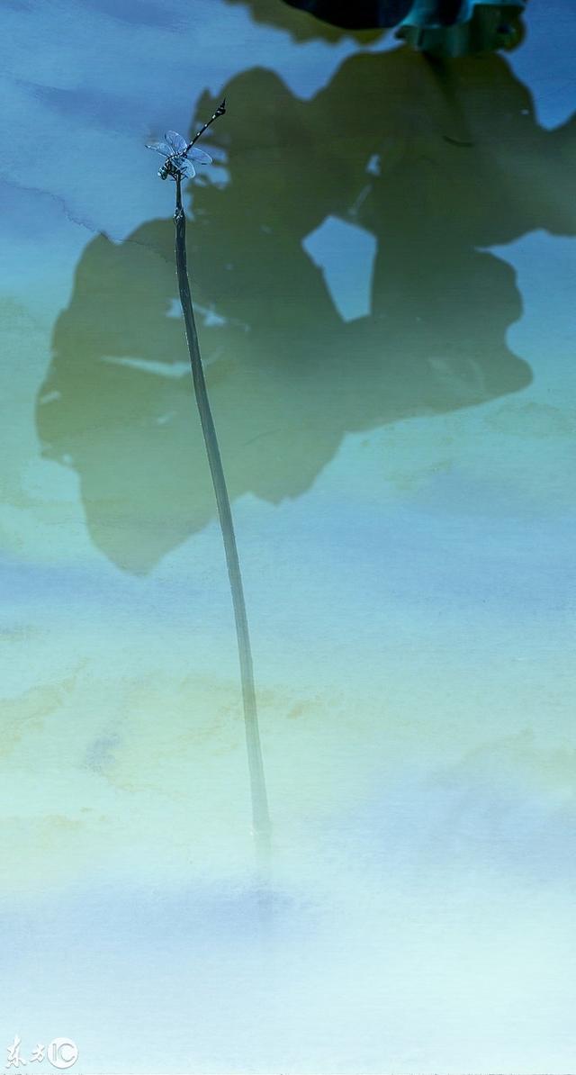 当荷花与儿童水彩涂鸦碰在一起时，画面如此惊艳