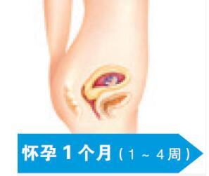 孕期每个月胎儿的变化「图」