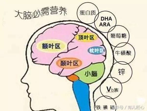 孩子一生仅一次大脑发育高峰期，错过不可逆！