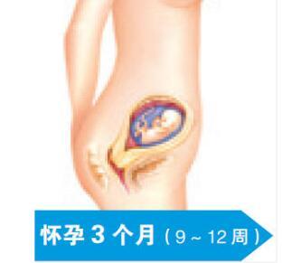 孕期每个月胎儿的变化「图」