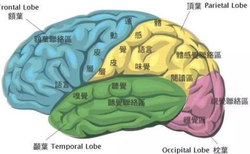 开发宝宝的大脑潜能，让宝宝拥有超人记忆力