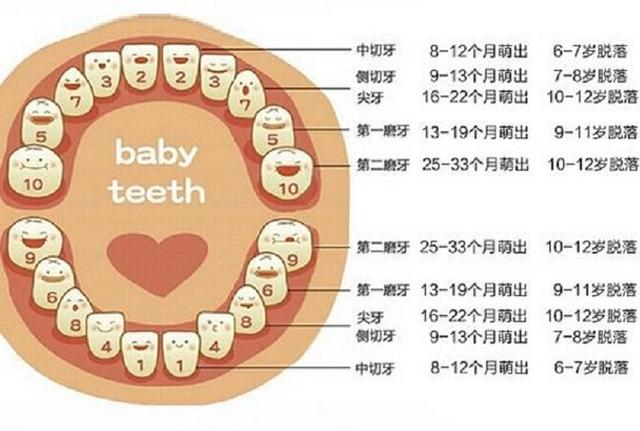 孩子乳牙掉千万了别扔，保留下来也许能救命！别怪我没提醒你