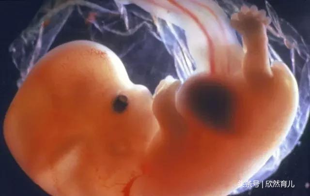 掀起你的盖头来：为你揭开胎动的神秘面纱