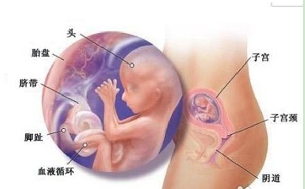 9张图秒懂不同月龄胎宝宝发育情况,4个月就完全能看清胎儿性别了