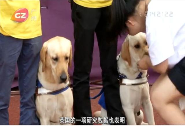 怀孕我先扔个狗？钟南山团队：建议各位家长尽早养猫养狗！