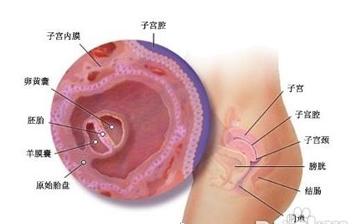 9张图秒懂不同月龄胎宝宝发育情况,4个月就完全能看清胎儿性别了