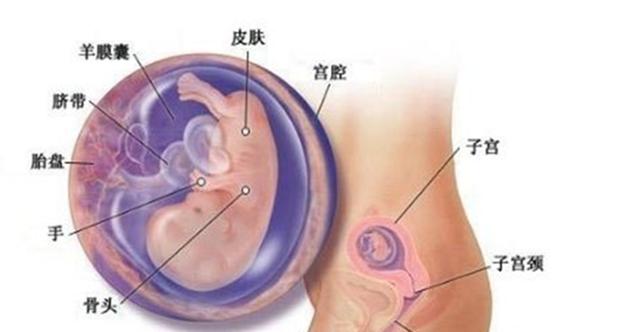 9张图秒懂不同月龄胎宝宝发育情况,4个月就完全能看清胎儿性别了