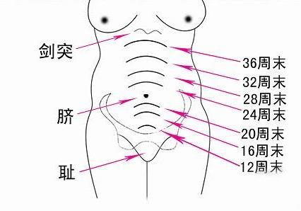 孕妇肚子几个月开始变大？从哪里开始大？孕妇肚子是这样的变化
