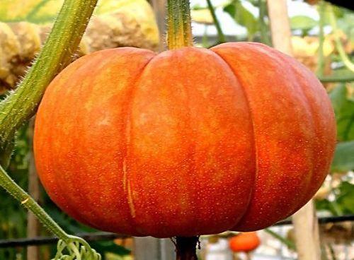 “秋天到，南瓜俏”！精选南瓜美食分享，甜甜糯糯，适合孩子吃