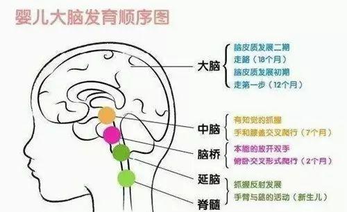 为什么别人家的孩子这么聪明？营养元素至关重要！