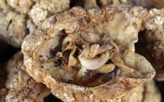宝宝食用胎盘大补？真相：直接炖煮营养与肉无异，还可感染疾病！