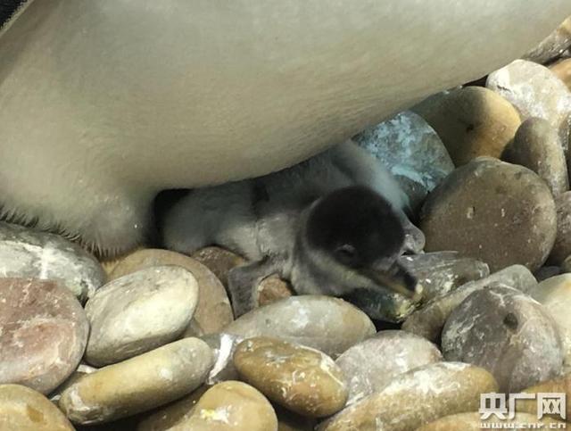 大连圣亚迎来企鹅“破壳潮” 新生小企鹅萌翻了（图）