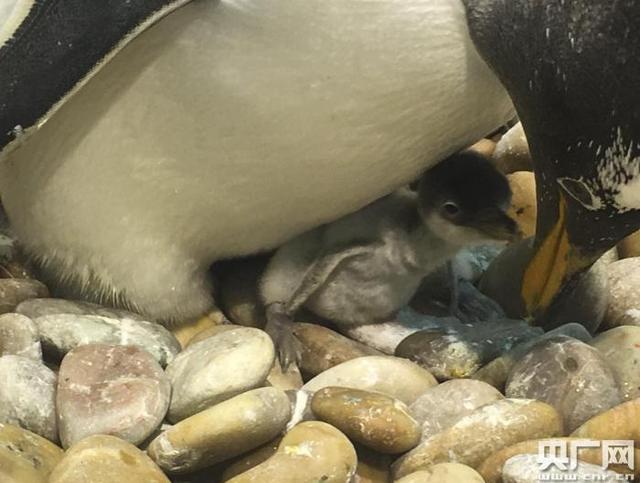 大连圣亚迎来企鹅“破壳潮” 新生小企鹅萌翻了（图）