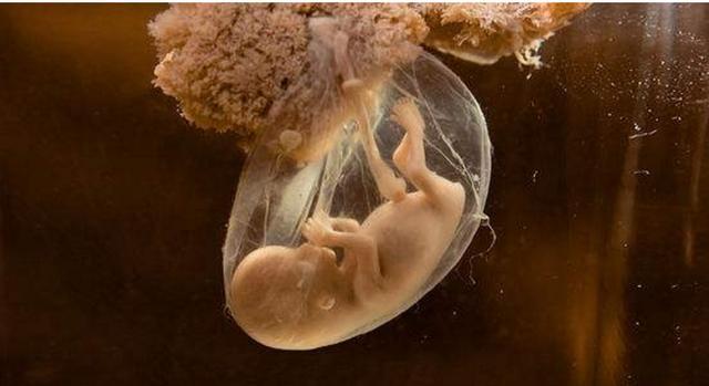 胎盘能吃吗？真的大补吗？中医为你揭晓答案