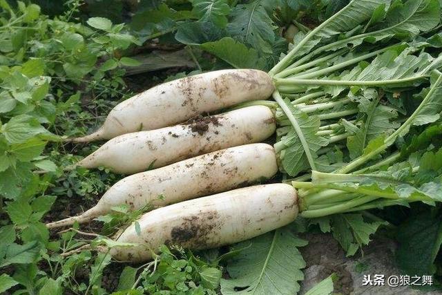 冬天，这汤多做给孩子吃，润肺止咳孩子少生病头脑更聪明