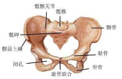 孕期耻骨疼到底有多疼？看完这些回答，真的心疼准妈妈