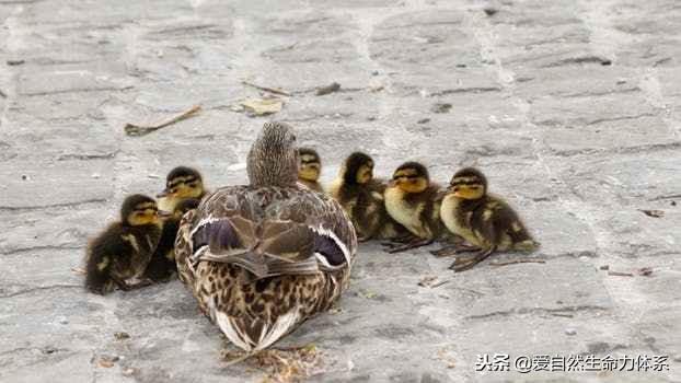 影响家庭教育好坏的，竟然是只是因为一个“环境”