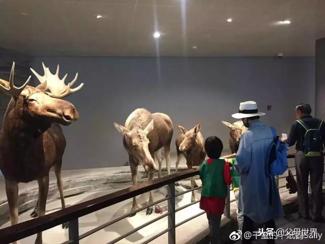 为什么推荐美国培养孩子艺术天赋的方法？这件事邓超带伤都在做！