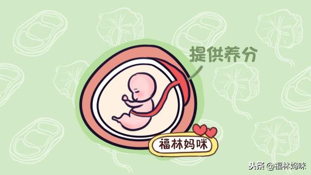 吃胎盘能促进产后恢复，还大补？宝妈理智点，它远没有那么神奇！
