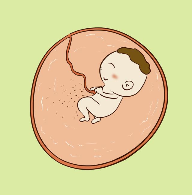 胎儿是喝尿长大的？这些怀孕冷知识你知道多少