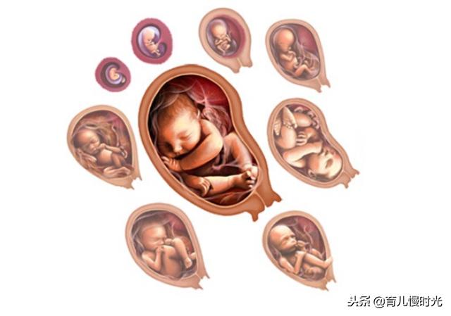 胚胎，胎儿，新生儿，婴儿，幼儿，儿童有什么区别？