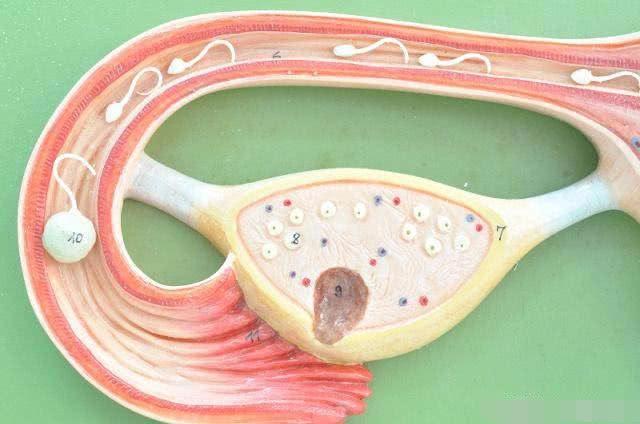 想怀孕，“命中率”最高的或许不是排卵日，而是“这一天”！