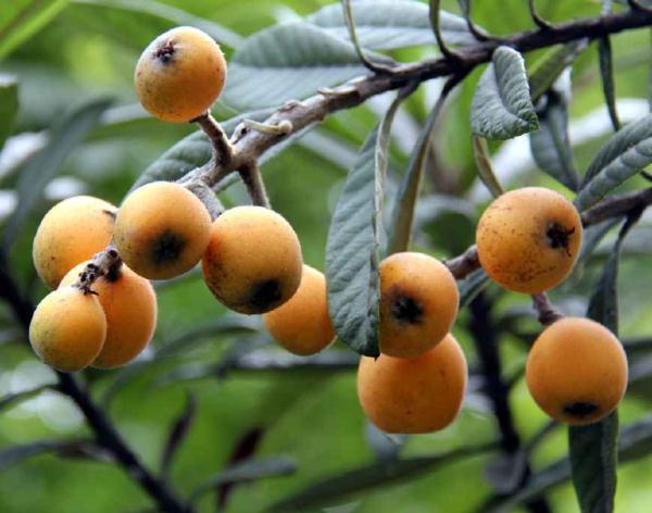 村里的枇杷树,果子好吃,叶子止咳,只要几片煮,化痰止咳