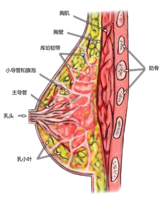母乳哺育，为妈妈和宝宝的健康护航