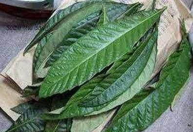 村里的枇杷树,果子好吃,叶子止咳,只要几片煮,化痰止咳